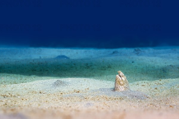 Black-finned Snake Eel (Ophichthus melanochir)