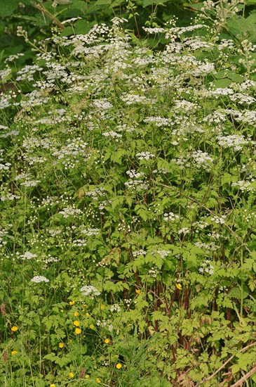 Rough Chervil (Chaerophyllum temulum)