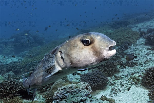 Spotfin burrfish (Chilomycterus reticulatus)