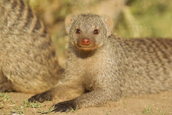 Banded Mongoose (Mungos mungo)