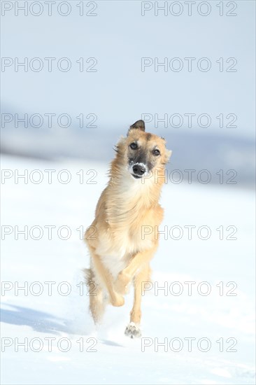 Longhaired Whippet or Silken Windsprite