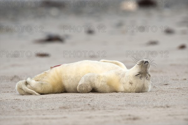 Grey Seal (Halichoerus grypus) on the beach