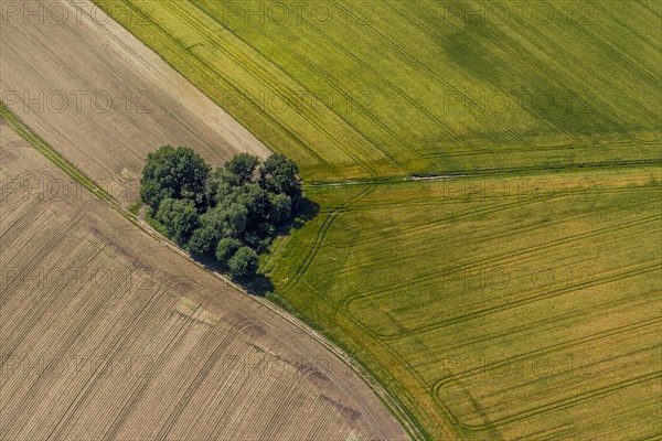 Heart-shaped copse