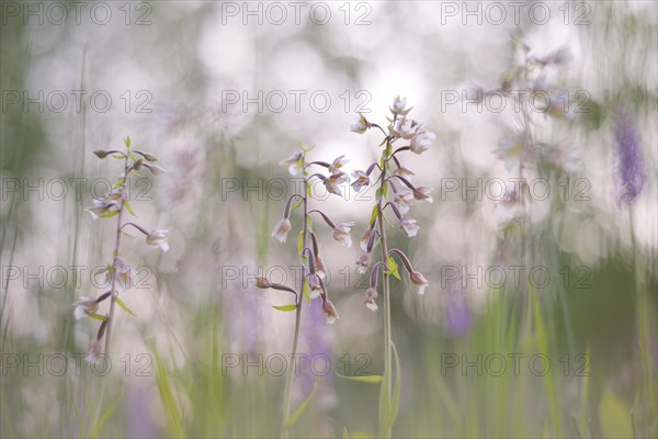 Marsh Helleborine (Epipactis palustris) in a marsh area