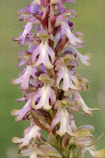 Roberts Mastorchis (Barlia robertiana