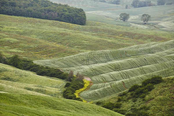 Hilly landscape of Crete Senesi