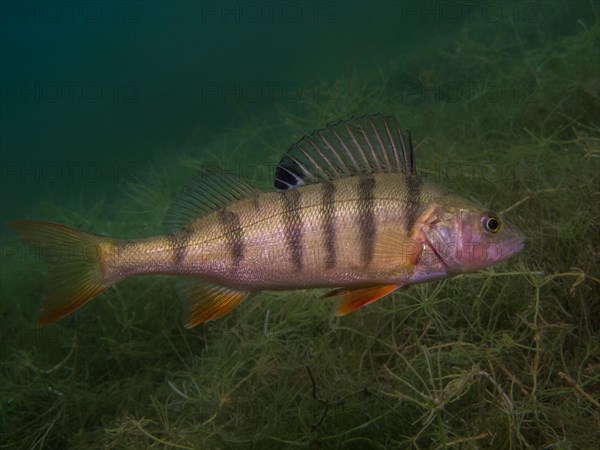 A European perch Perca fluviatilis) foraging on the lake bottom