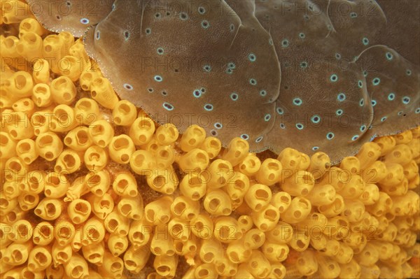 Colony of Sea Squirts (Ascidiacea) on a Giant Clam (Tridacna sp.)