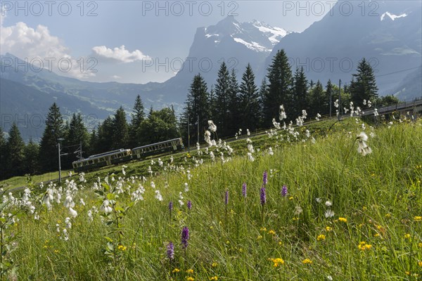 Mountain meadow