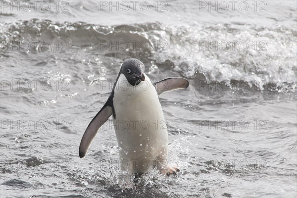 Adelie Penguin (Pygoscelis adeliae) leaving the water