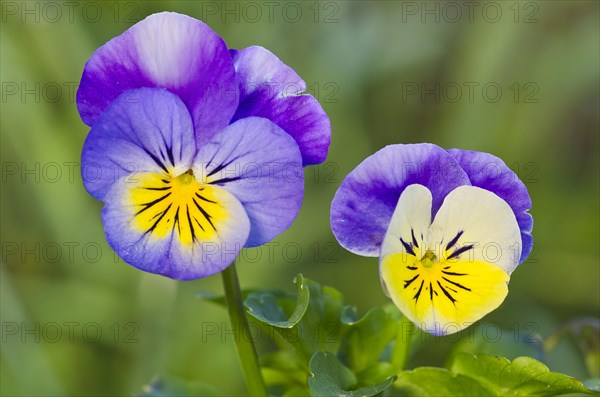 Horned Pansy or Horned Violet (Viola cornuta)