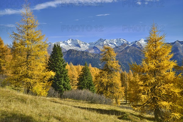 Larch forest (Larix) in autumn