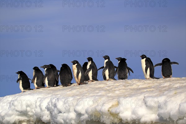 Adelie Penguins (Pygoscelis adeliae)