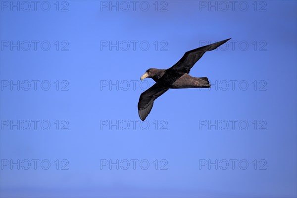 Giant Petrel (Macronectes giganteus)