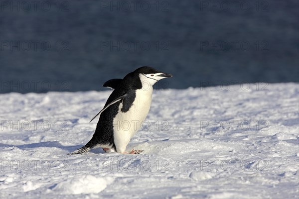 Chinstrap Penguin (Pygoscelis antarctica)