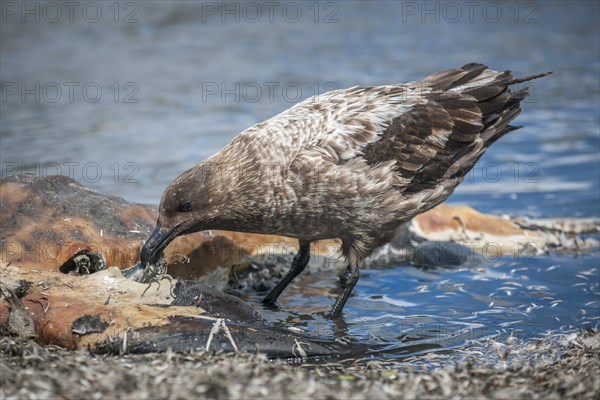 South Polar Skua (Stercorarius maccormicki) feeding on the carcass of an Antarctic Fur Seal (Arctocephalus gazella)