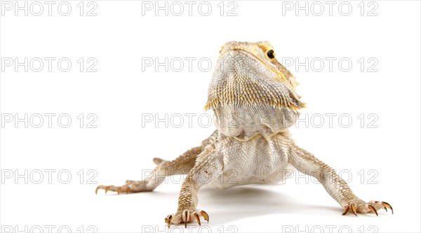 Dwarf Bearded Dragon (Pogona minor)