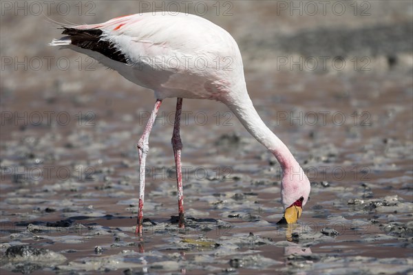 Andean Flamingo (Phoenicoparrus andinus)