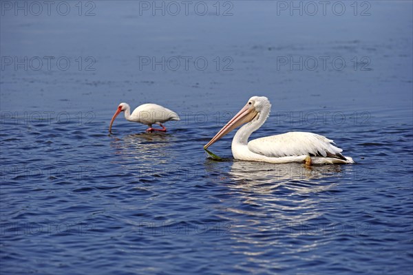 American American White Pelican (Pelecanus erythrorhynchos)