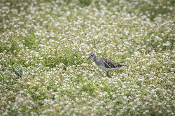 Wood Sandpiper (Tringa glareola)