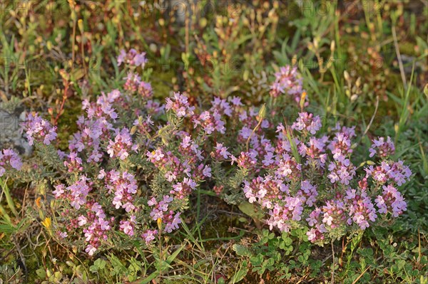 Common Thyme (Thymus vulgaris)