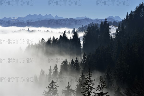 Coniferous forest in fog