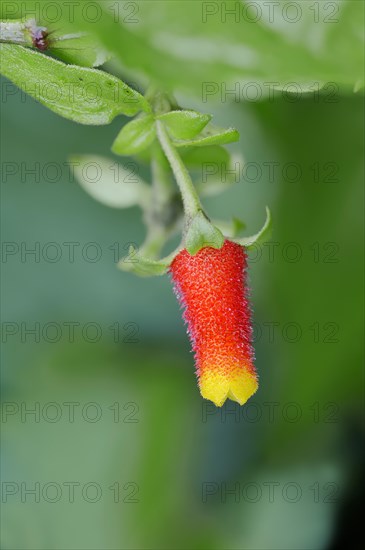 Candy Corn Vine (Manettia luteorubra