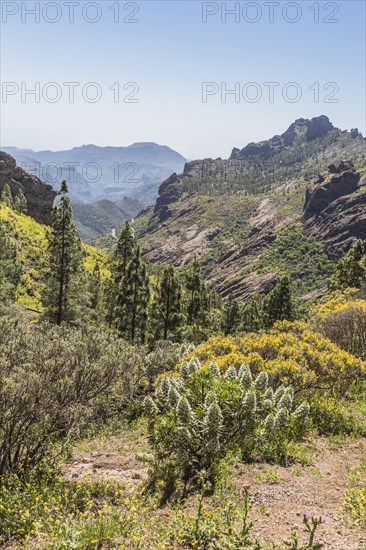 Canary Islands' Giant Burgloss (Echium decaisnei)