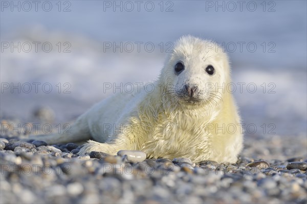 Grey Seal (Halichoerus grypus)