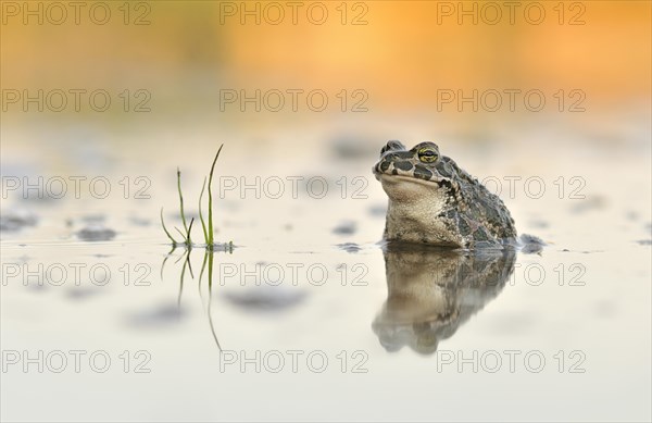 Green Toad (Bufo viridis complex) in an abandoned gravel pit