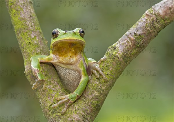 European Tree Frog (Hyla arborea) sitting in the fork of a tree