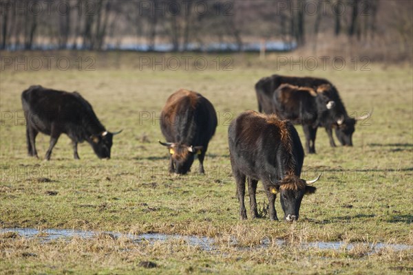 Heck cattle