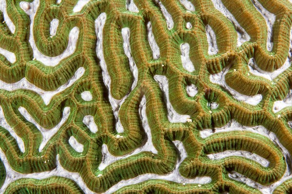 Brain Coral (Leptoria sp.)