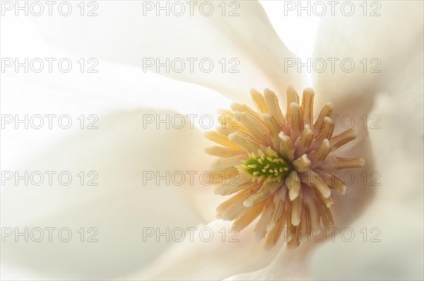 Flower of a Kobushi Magnolia (Magnolia kobus) with stigma and stamens