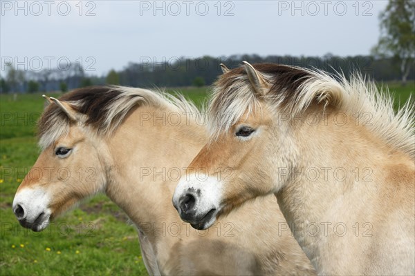 Two Norwegian Fjord Horses