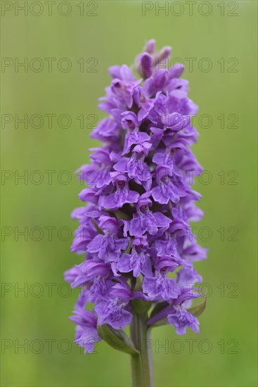 Western Marsh Orchid (Dactylorhiza majalis)