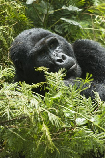 Mountain Gorilla (Gorilla beringei beringei)