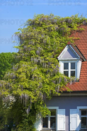 Chinese Wisteria (Wisteria sinensis) climbing plant on a house