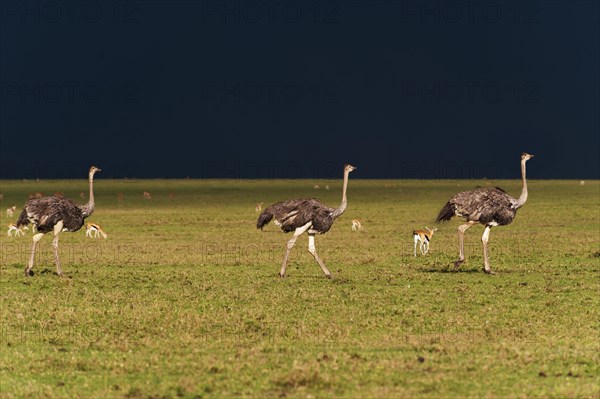 Ostriches (Struthio camelus) against a dark stormy sky