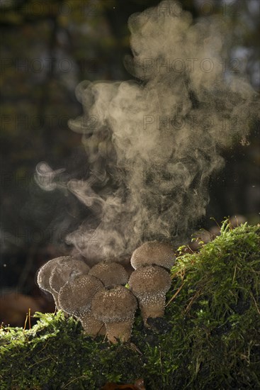 Puffballs (Lycoperdon) with a spores explosion