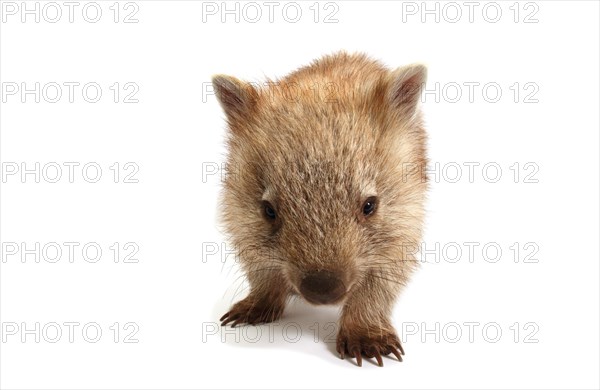 Common Wombat (Vombatus ursinus)