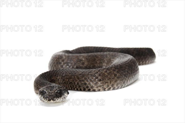 Common Death Adder (Acanthophis antarcticus)