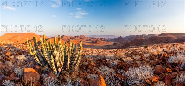 Namibian Poison Spurge or Gifboom (Euphorbia Virosa)