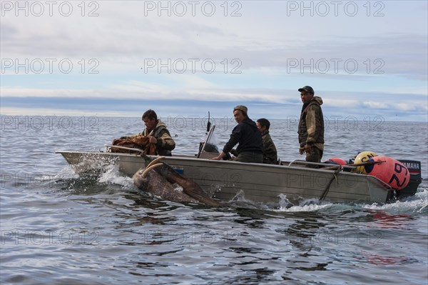 Walrus hunters