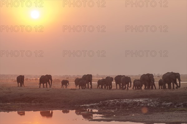 African Bush Elephants (Loxodonta africana)