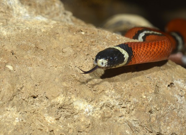 Scarlet kingsnake (Lampropeltis triangulum elapsoides)