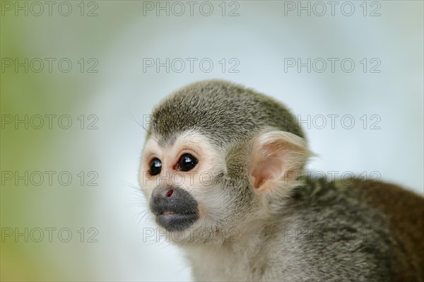 Common Squirrel Monkey (Saimiri sciureus)