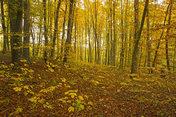 Autumn forest