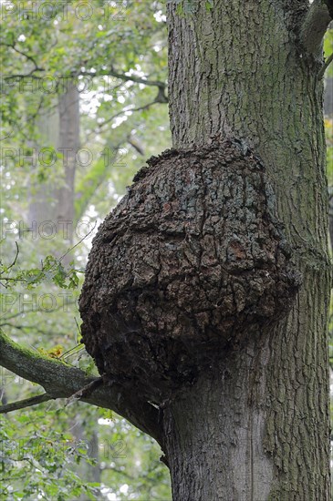 English Oak or Pedunculate Oak (Quercus robur