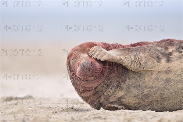 Grey Seal (Halichoerus grypus)